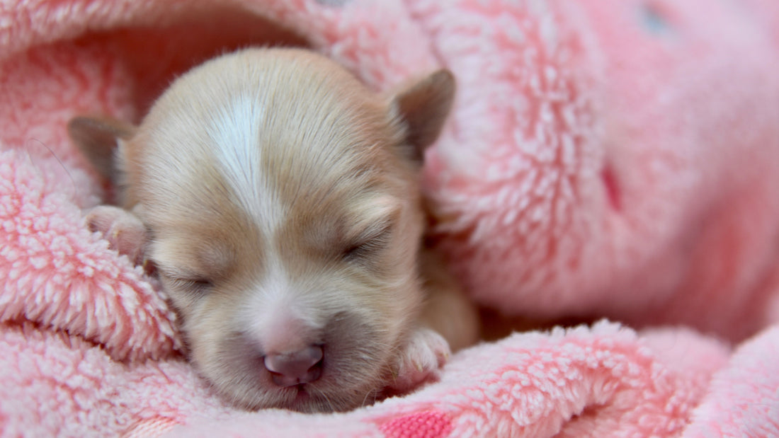 How to Warm a Cold Puppy Safely: Step-by-Step Guide | Neonate Puppy Care