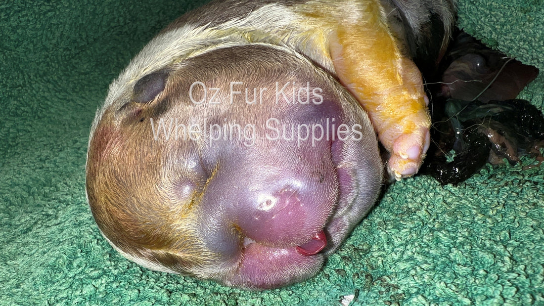 Water Puppy Syndrome (Anasarca) in Puppies: Congenital Defects in Puppies