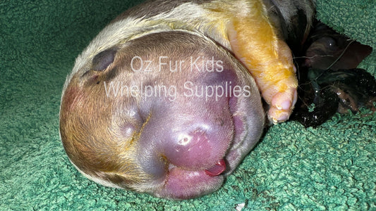 Water Puppy Syndrome (Anasarca) in Puppies: Congenital Defects in Puppies