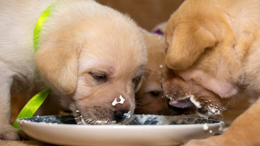 When to Start Weaning Puppies: Signs They’re Ready for Solid Food