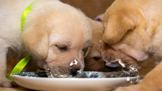 When to Start Weaning Puppies: Signs They’re Ready for Solid Food