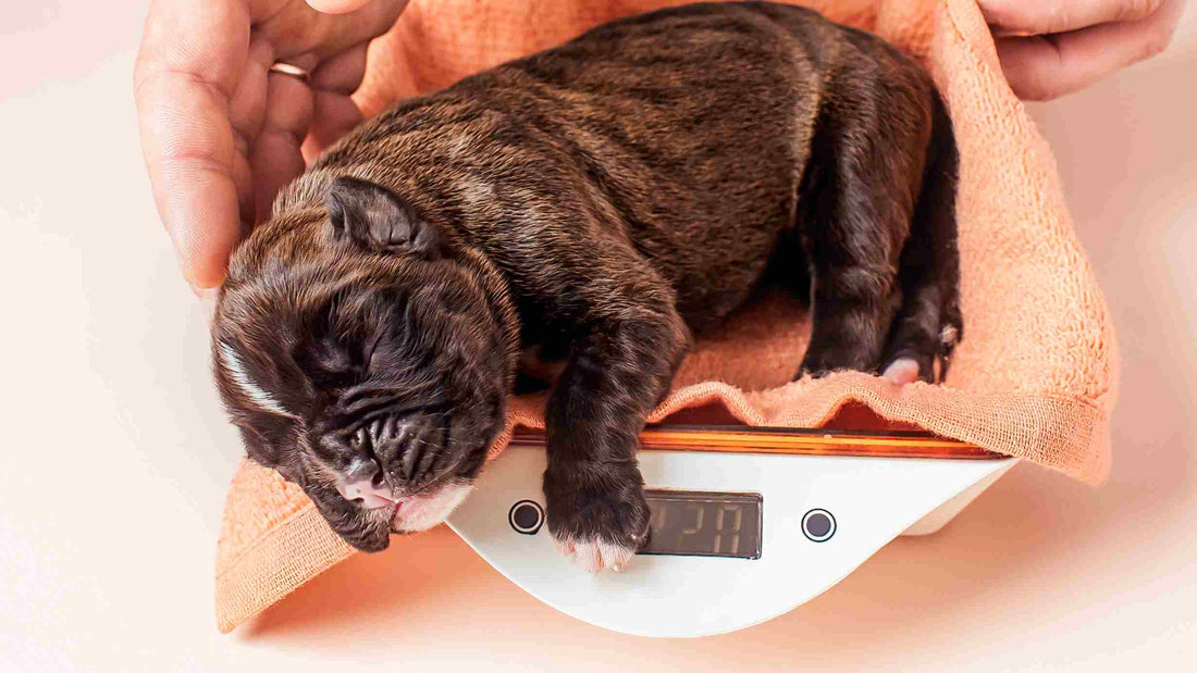 How Much Weight Should Puppies Gain? A Guide to Healthy Growth