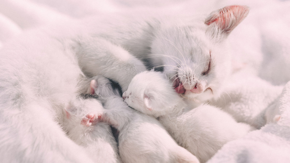 Neonate Kitten Care: A Practical Guide for the First Critical Weeks ...
