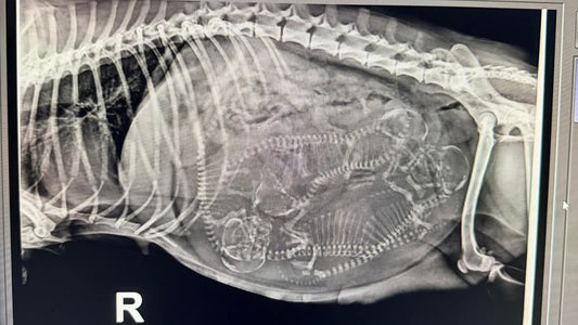 How Ultrasound and X-Ray Are Used During Canine Pregnancy