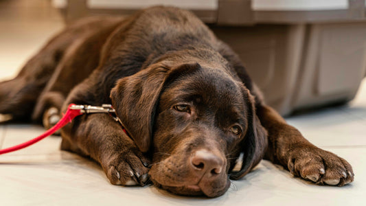 Understanding Pyometra in Dogs: What Every Breeder Should Know