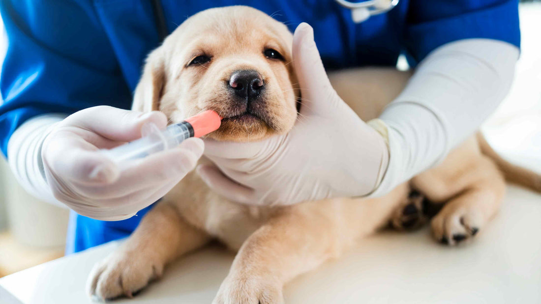 Worming Puppies: A Simple Guide for Breeders