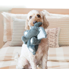 Puppy &amp; Small Dog Toys, Collars &amp; More