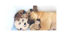 Whelping Supplies - Gestation
