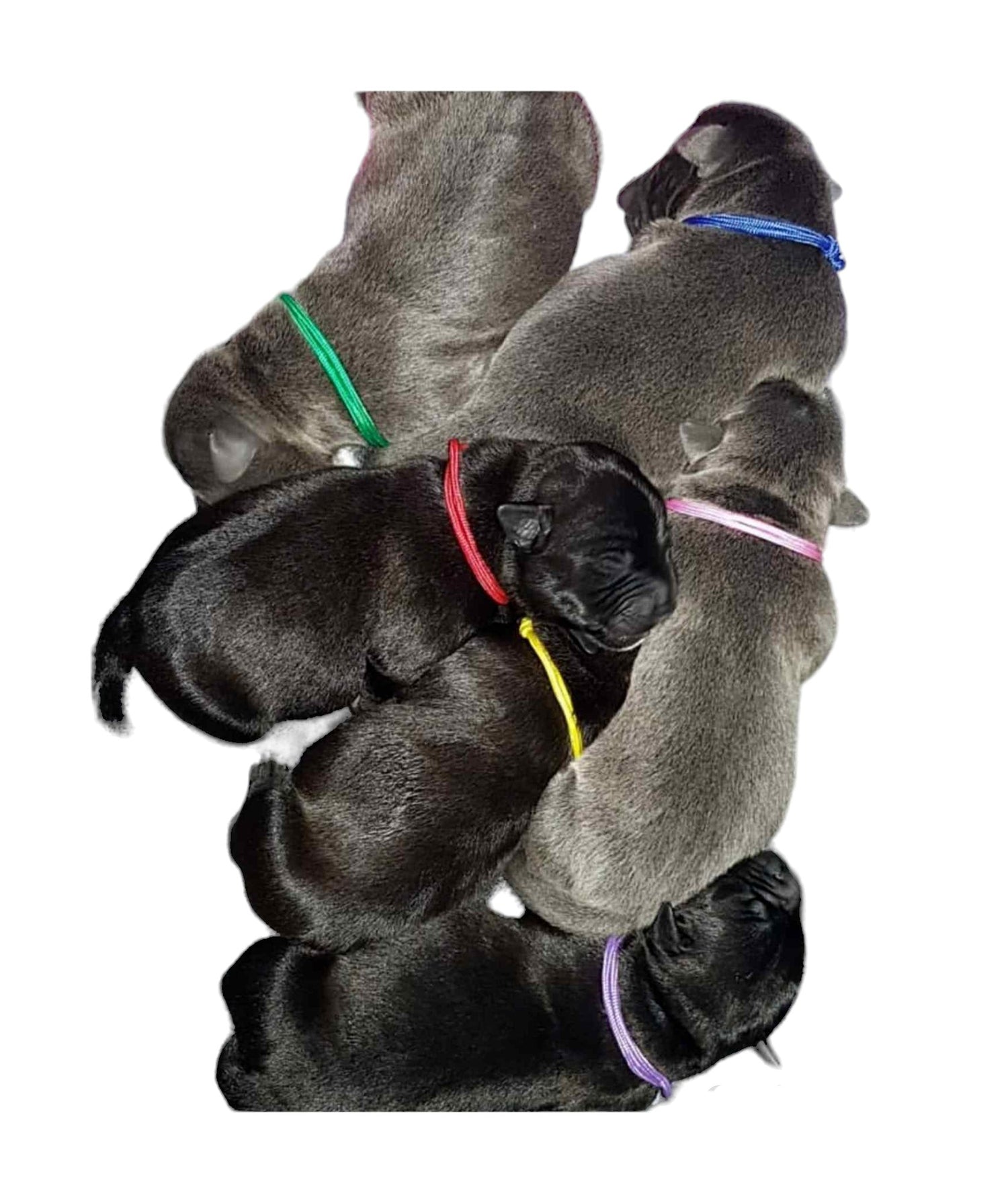 Puppy Identification Collars