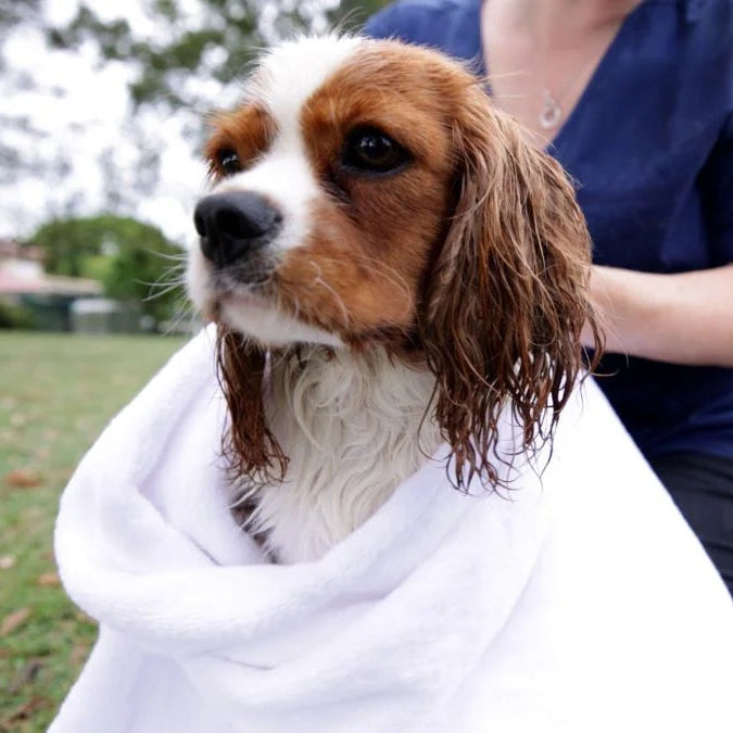 Dog wrapped in a towel after a bath, standing outdoors with a person holding it.