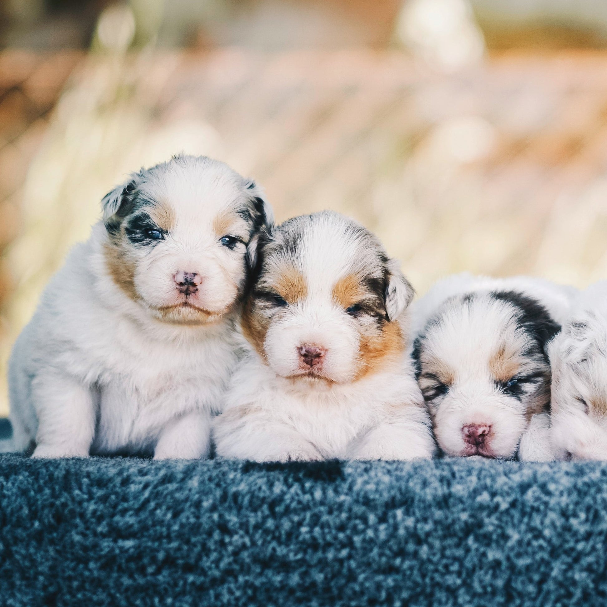 Three Australian Shepherd puppies sitting together on a textured surface with a blurred natural background.