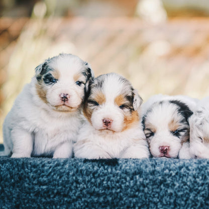 Three Australian Shepherd puppies sitting together on a textured surface with a blurred natural background.
