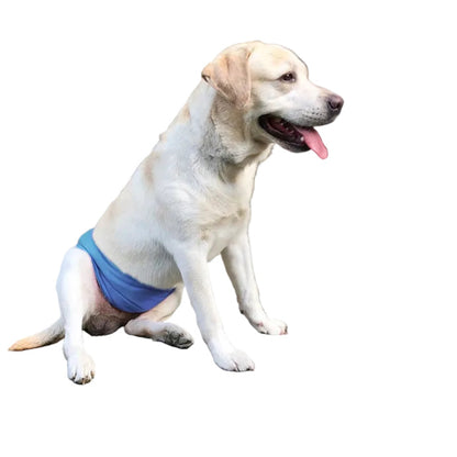 Labrador Dog wearing a blue diaper sitting.
