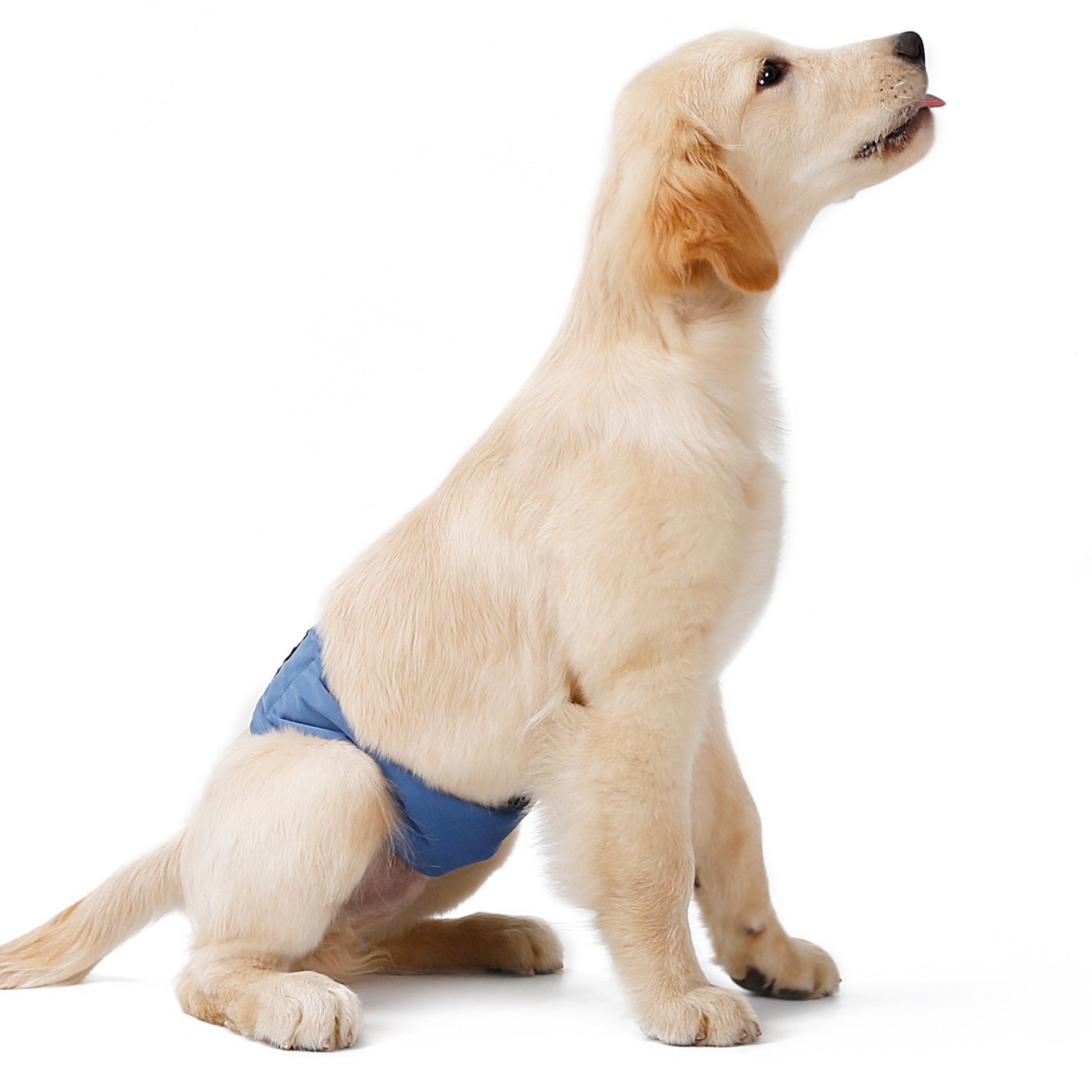 Dog wearing a blue diaper on a white background