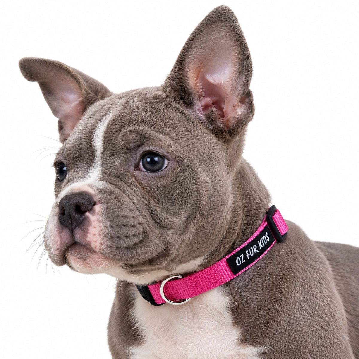 A close-up of a blueBulldog wearing a bright pink collar with black trim and the text 'OZ FUR KIDS' printed on it, set against a plain white background.
