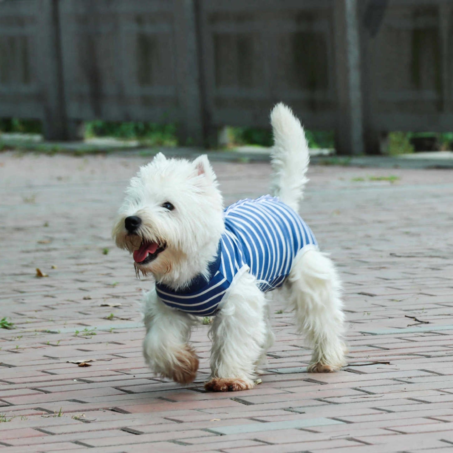 Recovery Suit Dog - Blue Stripe Snap Button