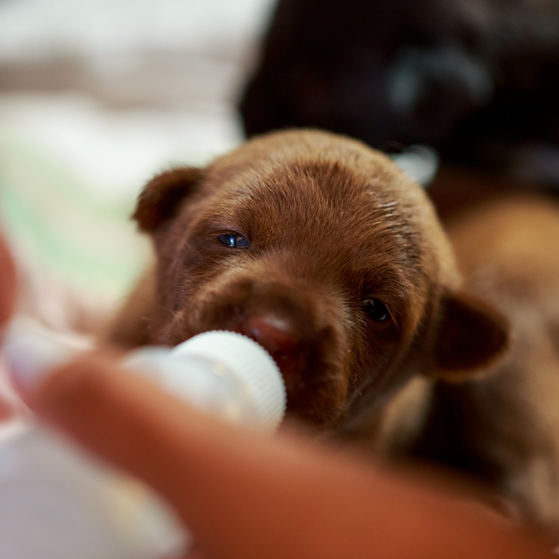Close-up of a brown puppy being bottle-fed with a blurred background