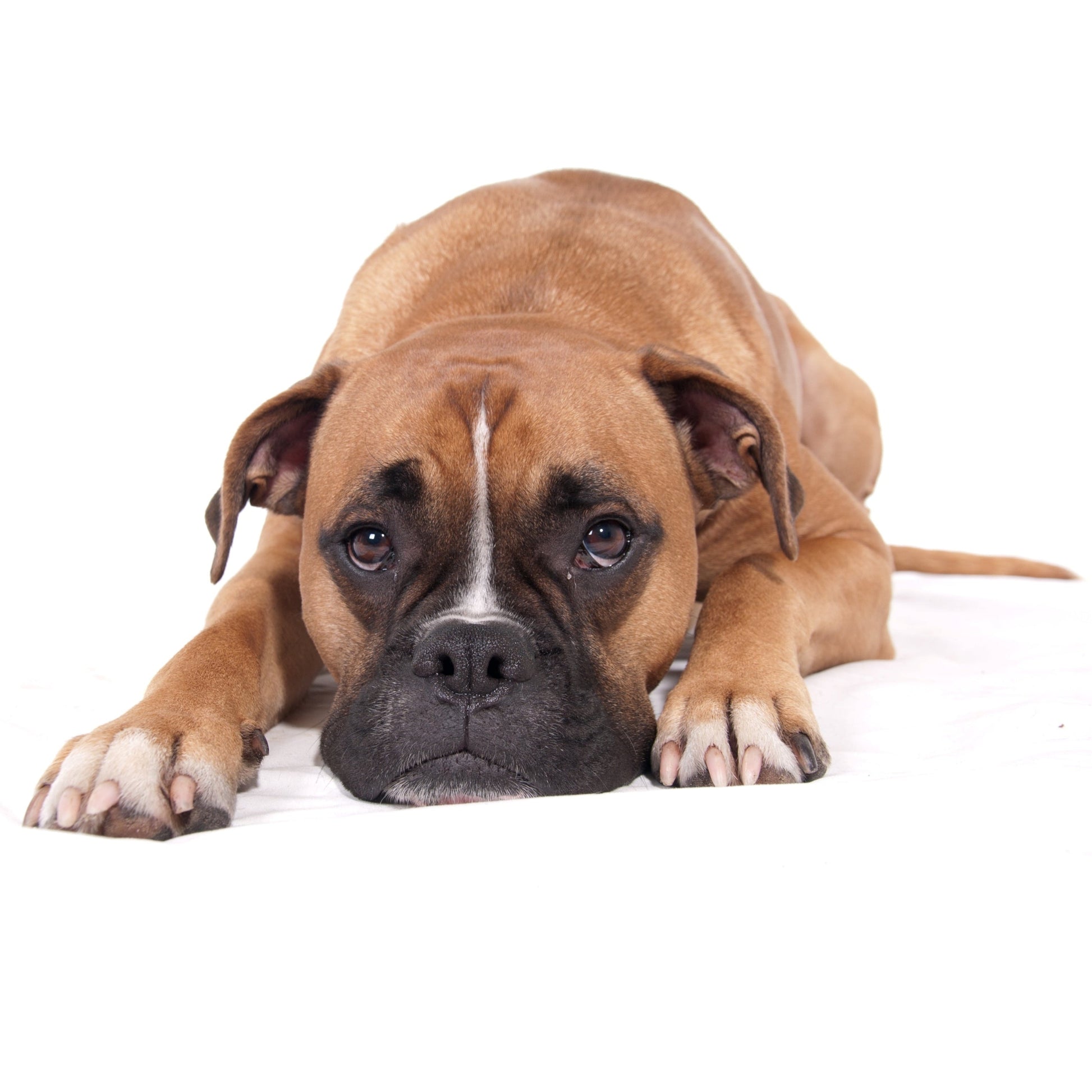Boxer dog lying on a white surface with a white background