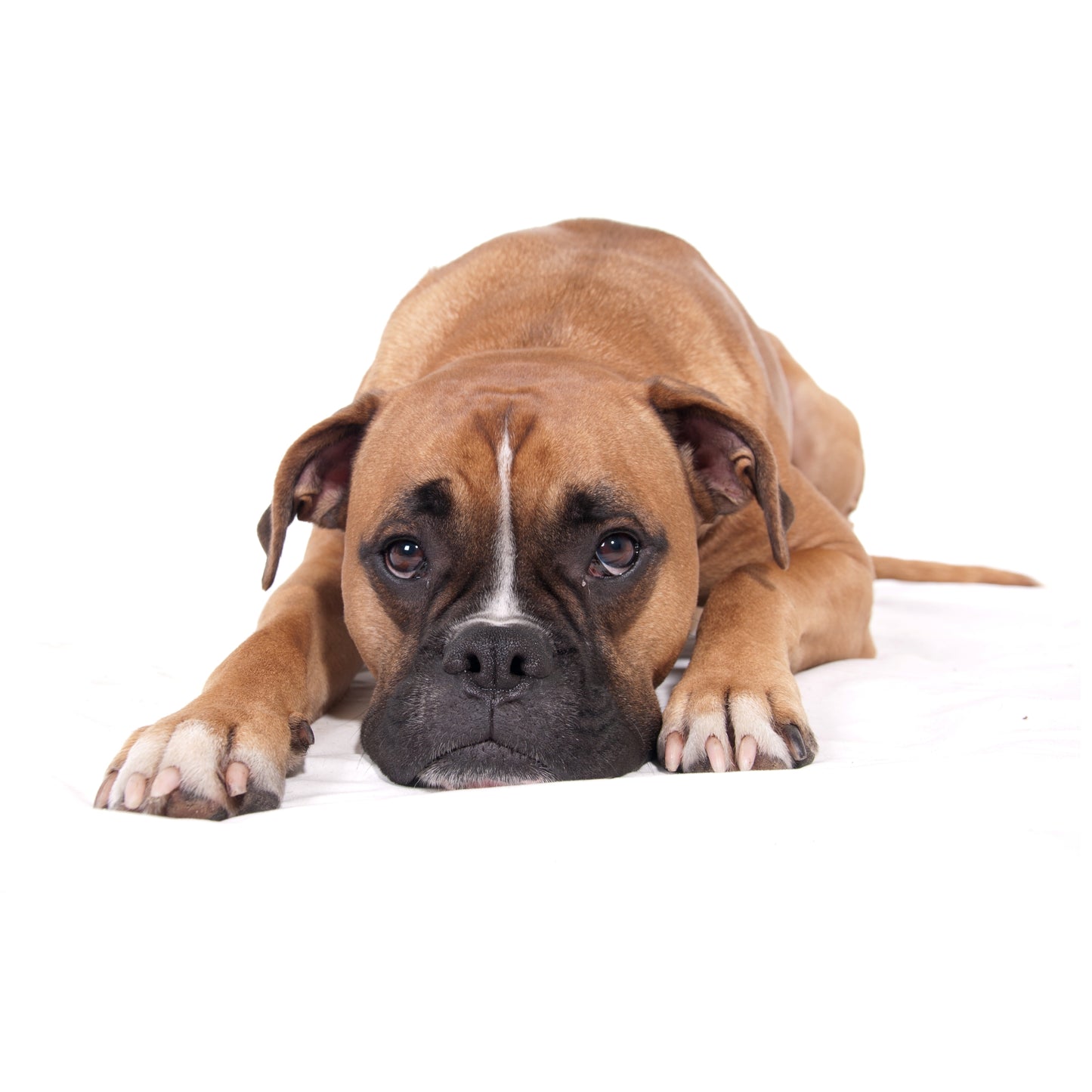 Boxer dog lying on a white surface with a white background