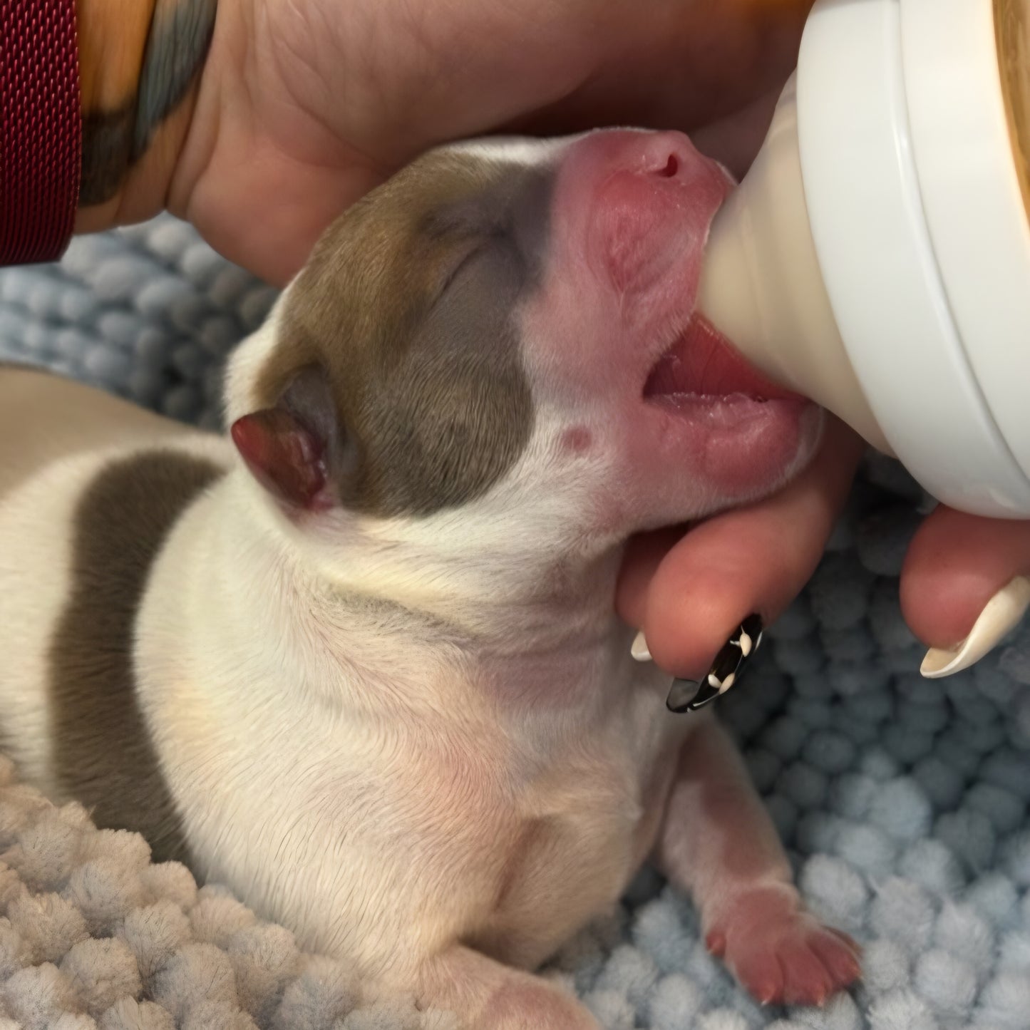 A close-up of a small white and brown brachycephalic puppy being bottle-fed with a wide neck pigeon bottle by a person's hand on a textured blue blanket.