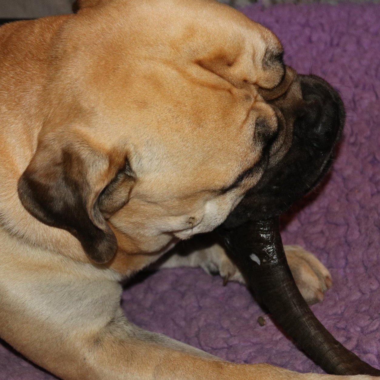 Dog chewing on a goats horn on a purple blanket
