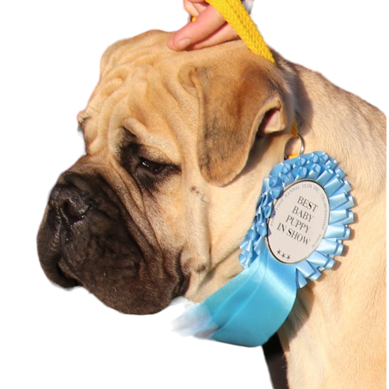 Bullmastiff Puppy Wearing a Martingale Show Lead with a Best Baby Puppy in Show Ribbon on a white background