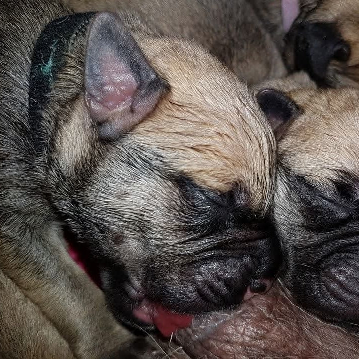 Close-up of two newborn bullmastiff puppies