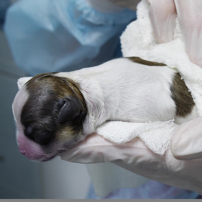 Newborn puppy wrapped in a towel, held by a person wearing gloves.