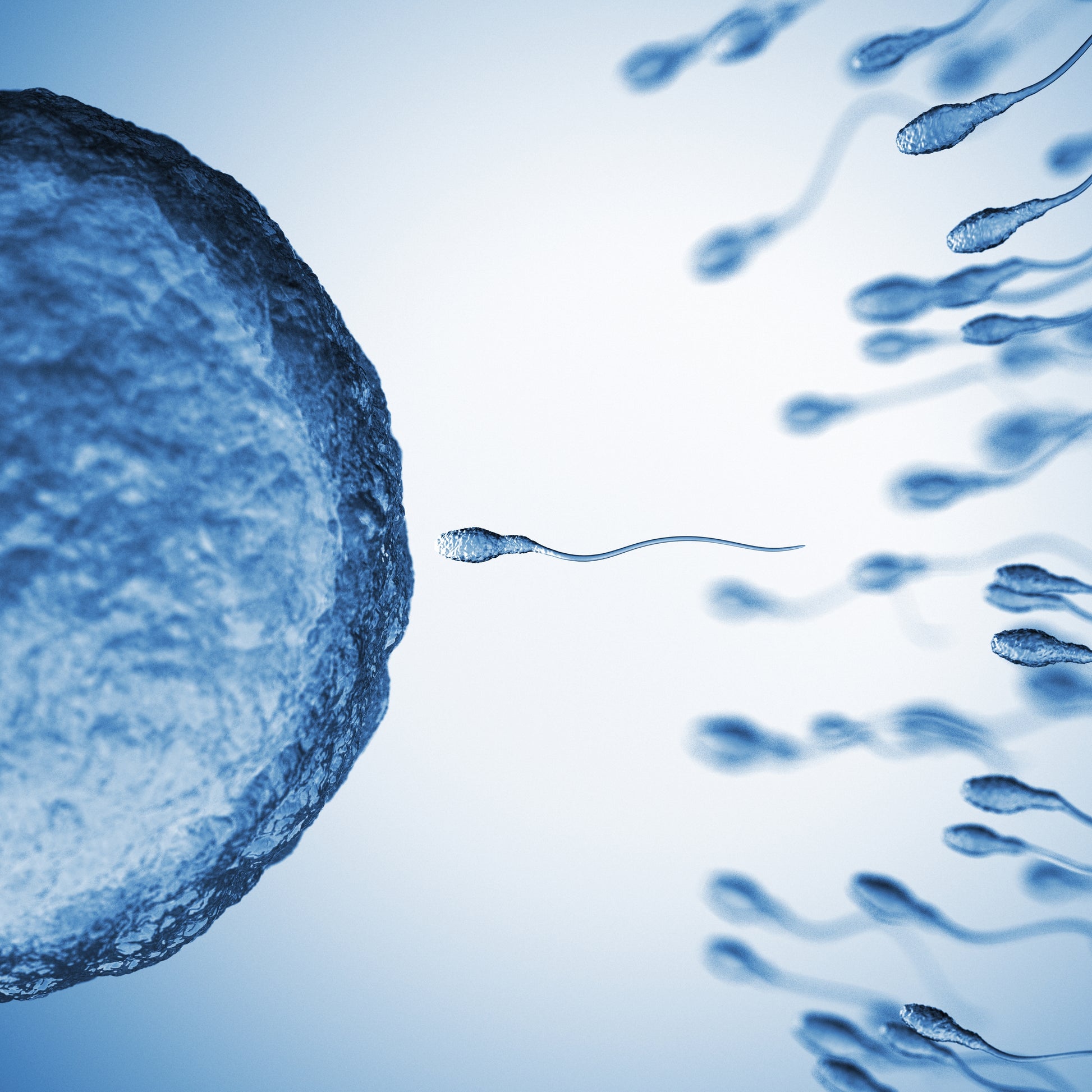 Sperm cells approaching an egg cell on a blue background
