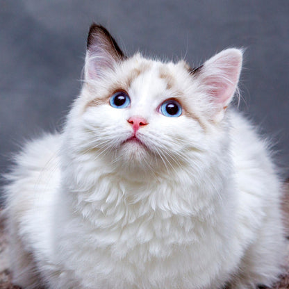 White cat with blue and green eyes sitting on a textured surface.