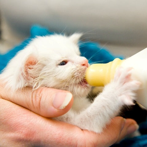 Small white kitten being bottle-fed by a person