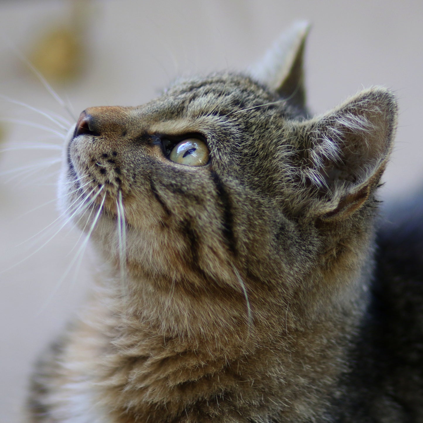 Greenies Feline Dental Treats 60gm