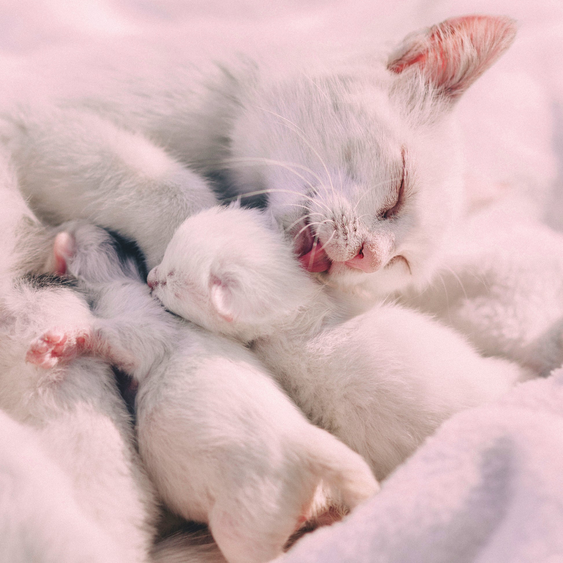 Cute white cat with kittens on a soft pink background