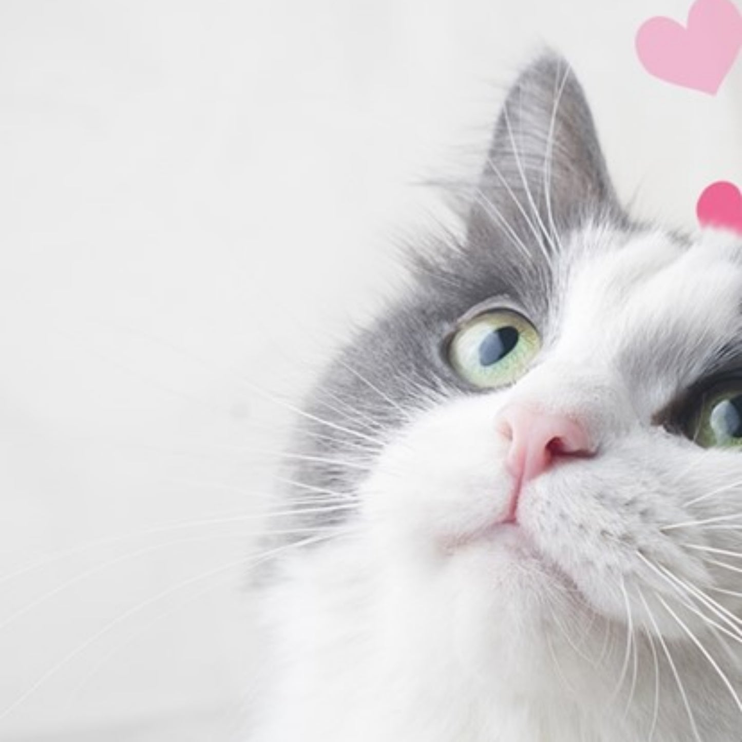 Close-up of a white and gray cat with pink hearts on a light background