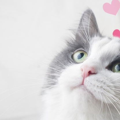 Close-up of a white and gray cat with pink hearts on a light background