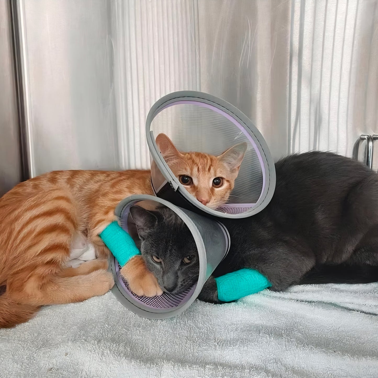Two cats in a vet clinic with cohesive bandages and e-collars