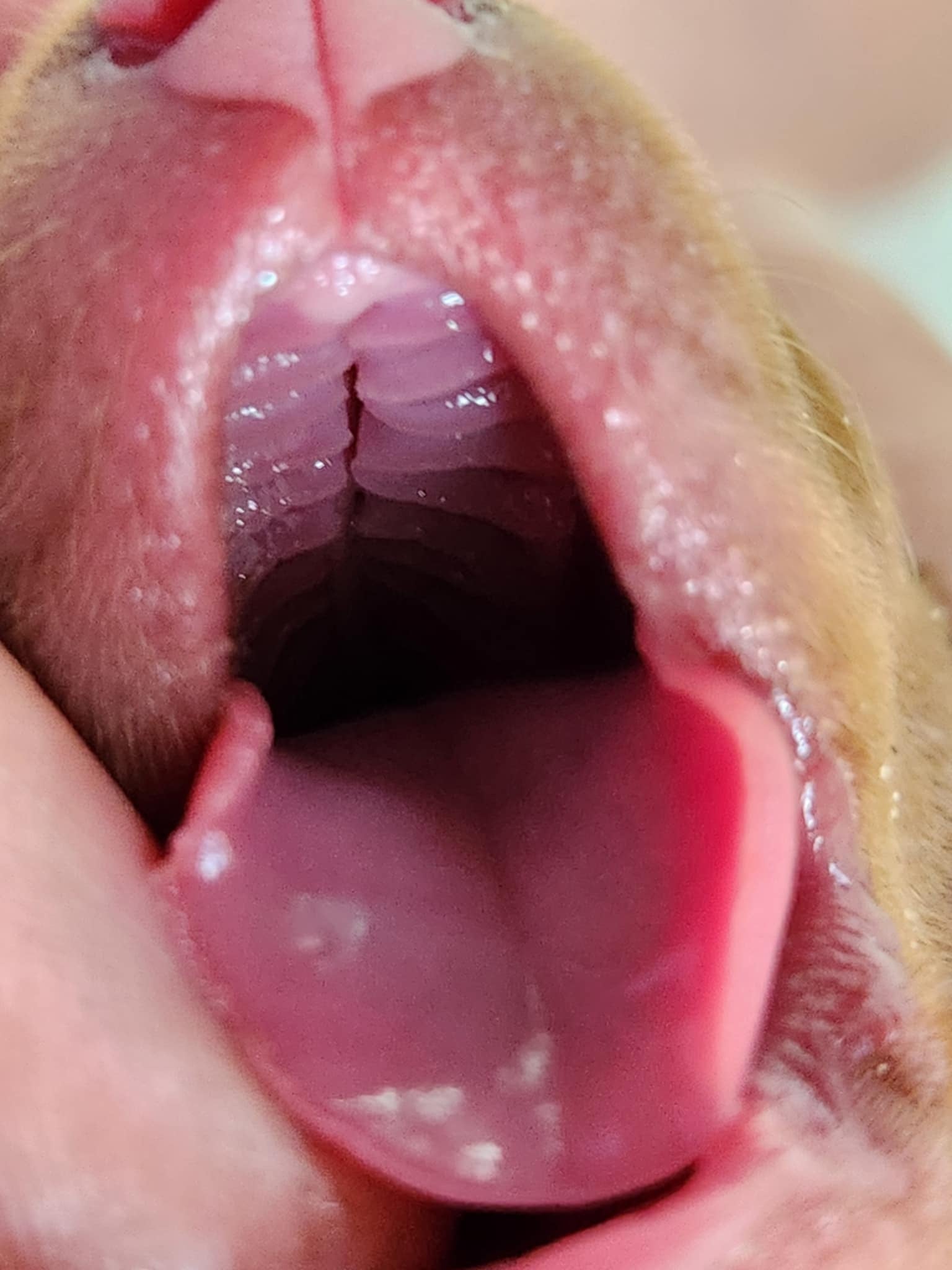 Close-up of a puppys cleft palate