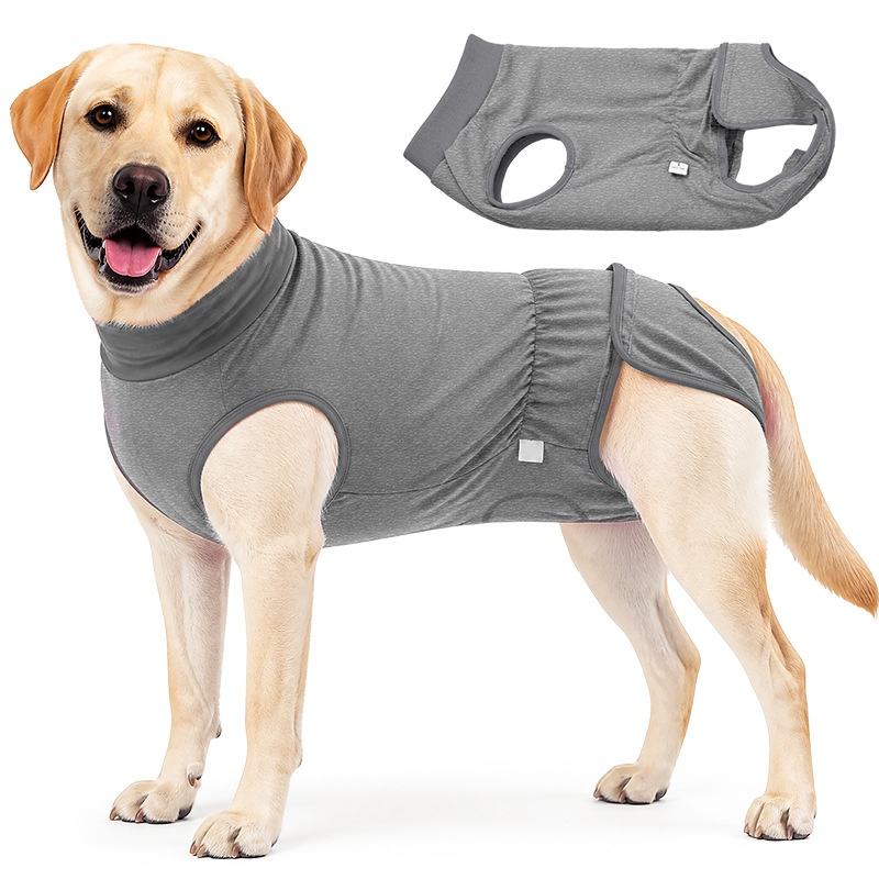 A light-colored Labrador Retriever wearing a grey dog surgical recovery suit, with a separate image of the recovery suit floating above on a plain white background.