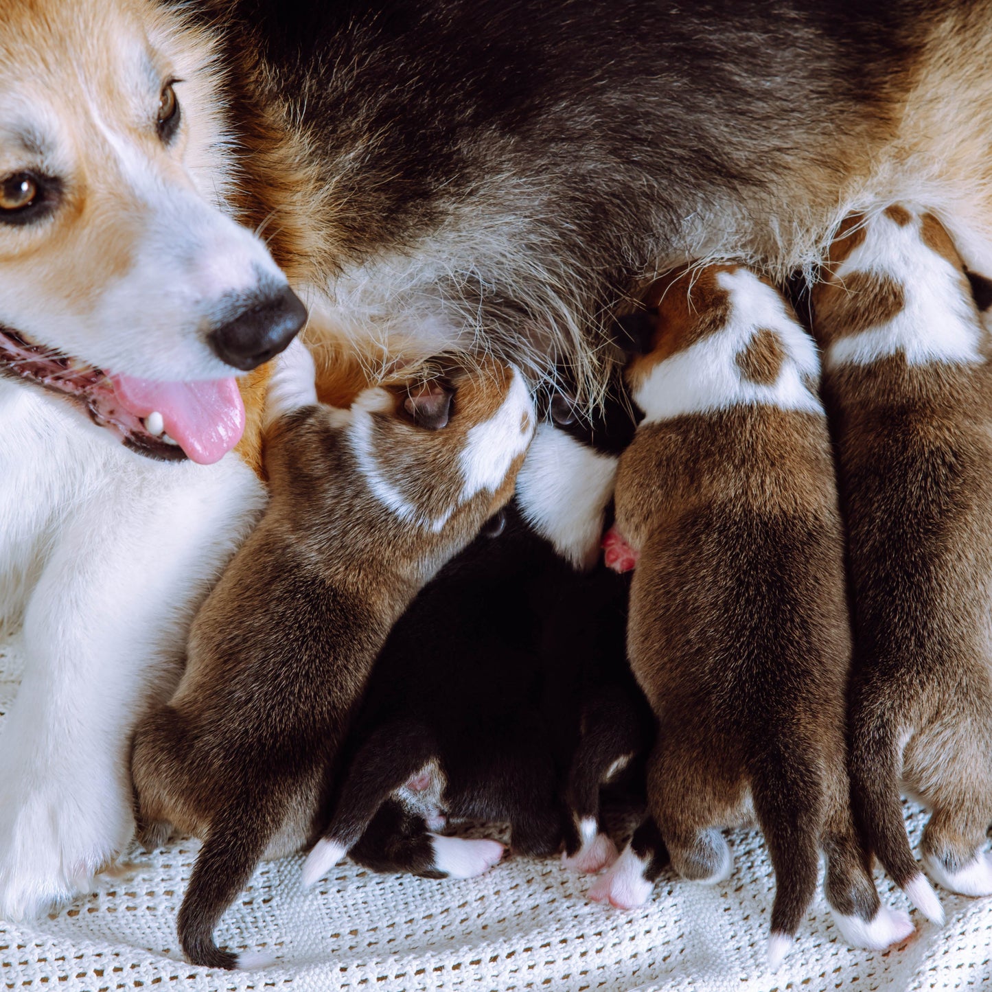 Corgi Dog nursing her puppies with a close-up of the mother and litter.