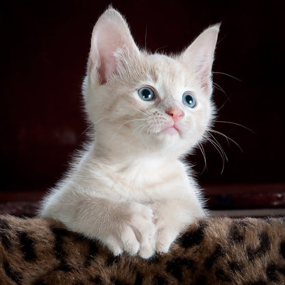Kitten with blue eyes sitting on a textured surface