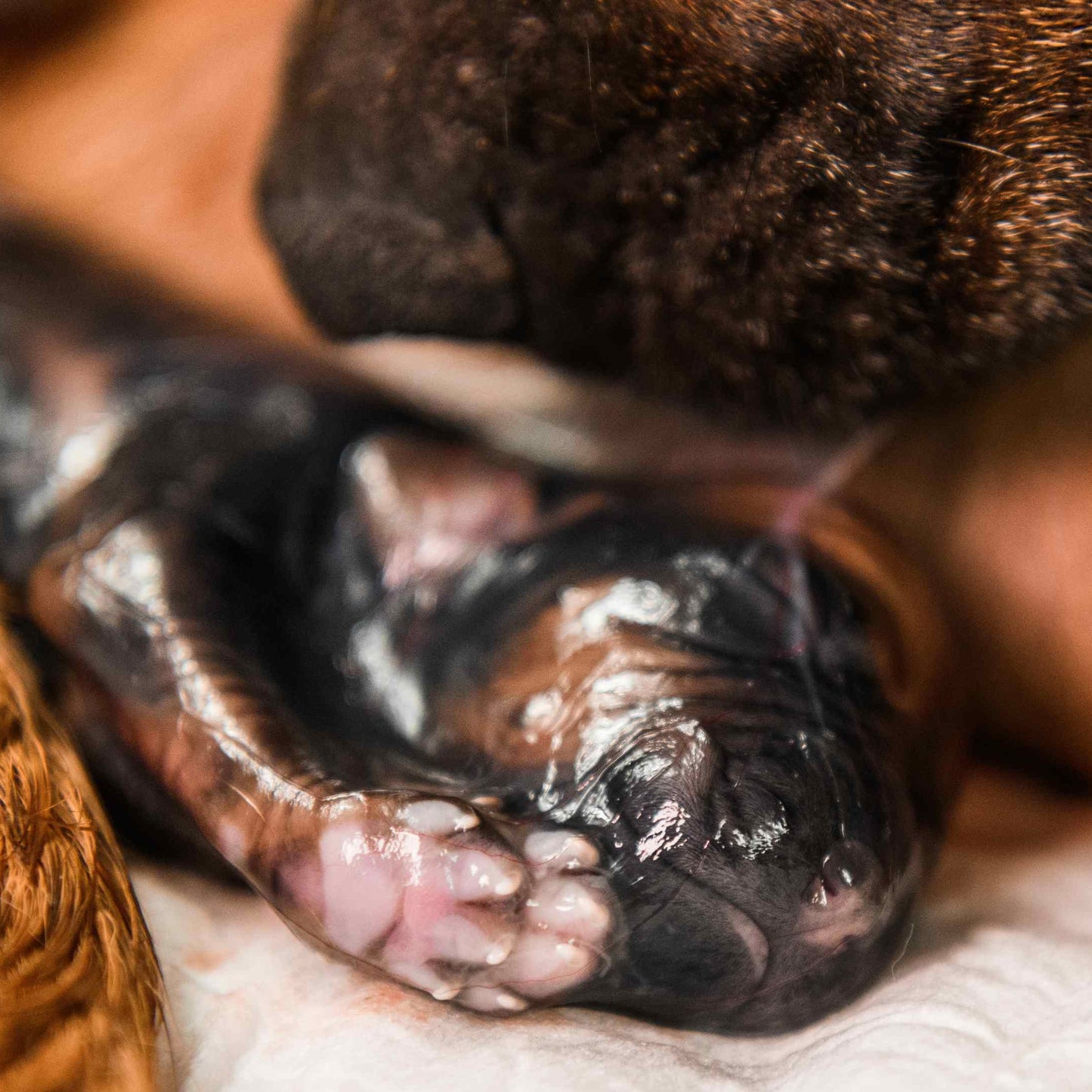 Close-up of a newborn puppy with a blurred background