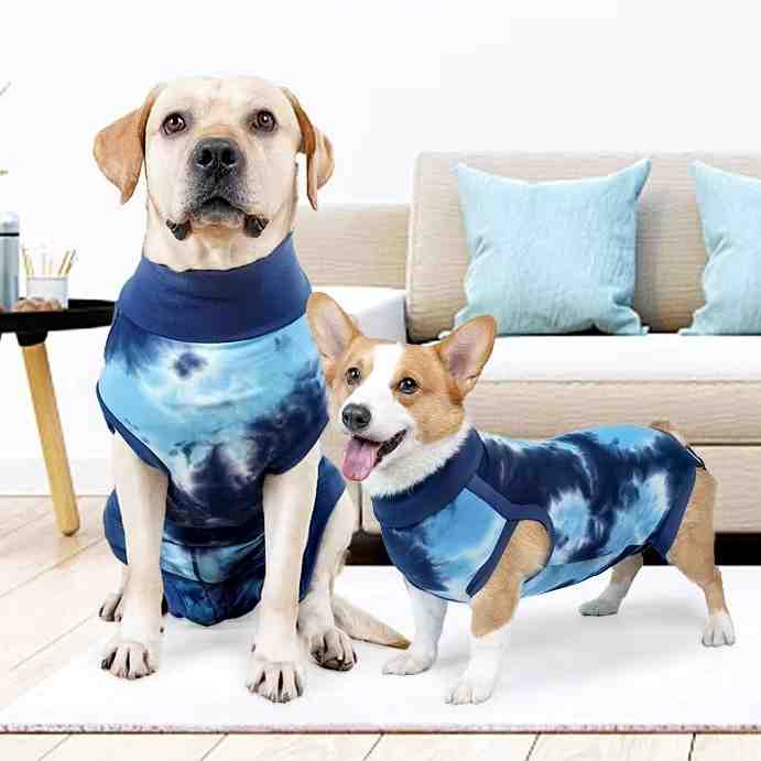 Two dogs, a large cream-colored labrador and a smaller corgi, wearing matching blue and white tie-dye surgical recovery suits in a living room setting.