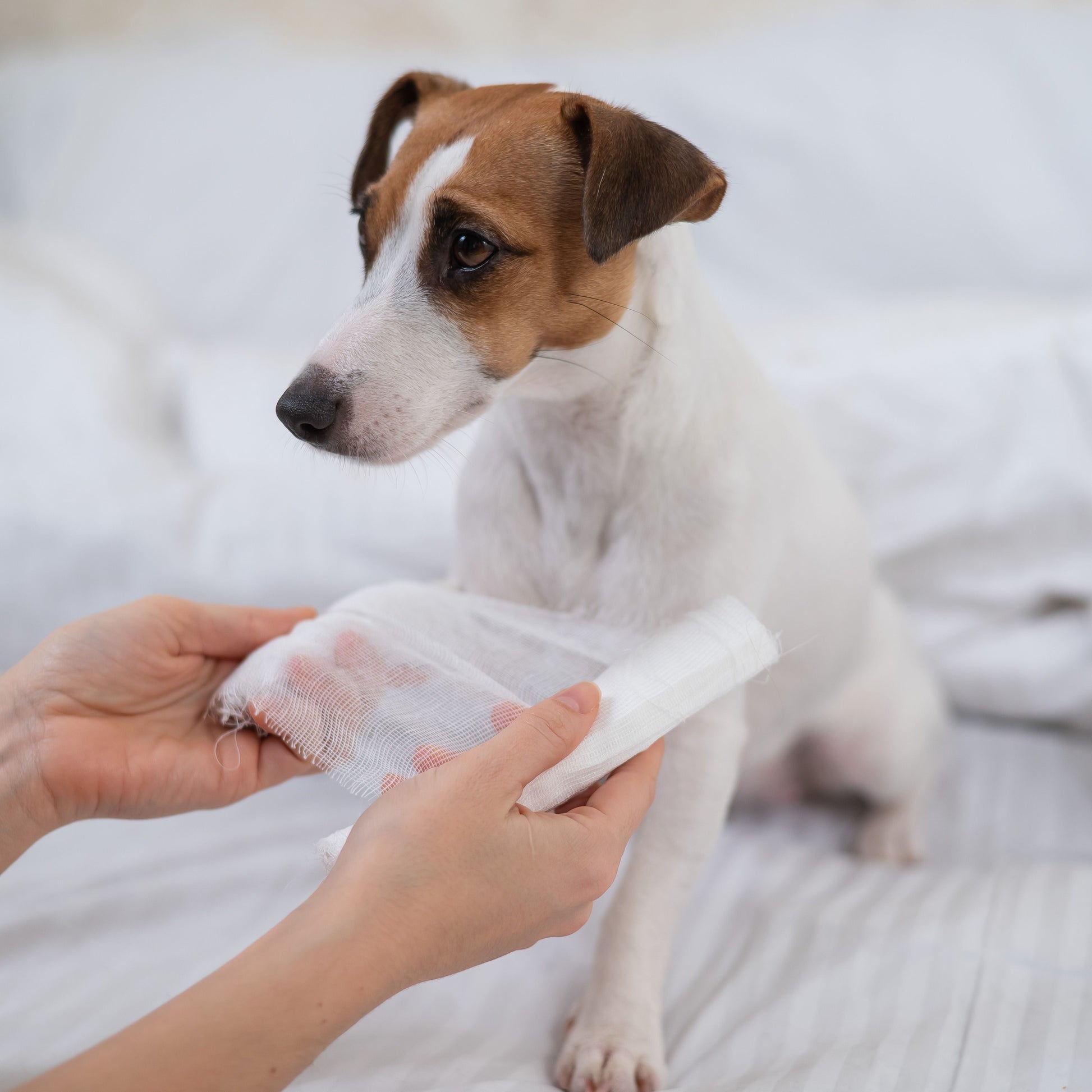 Dog having its leg bandaged.