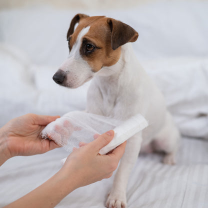 Dog having its leg bandaged.