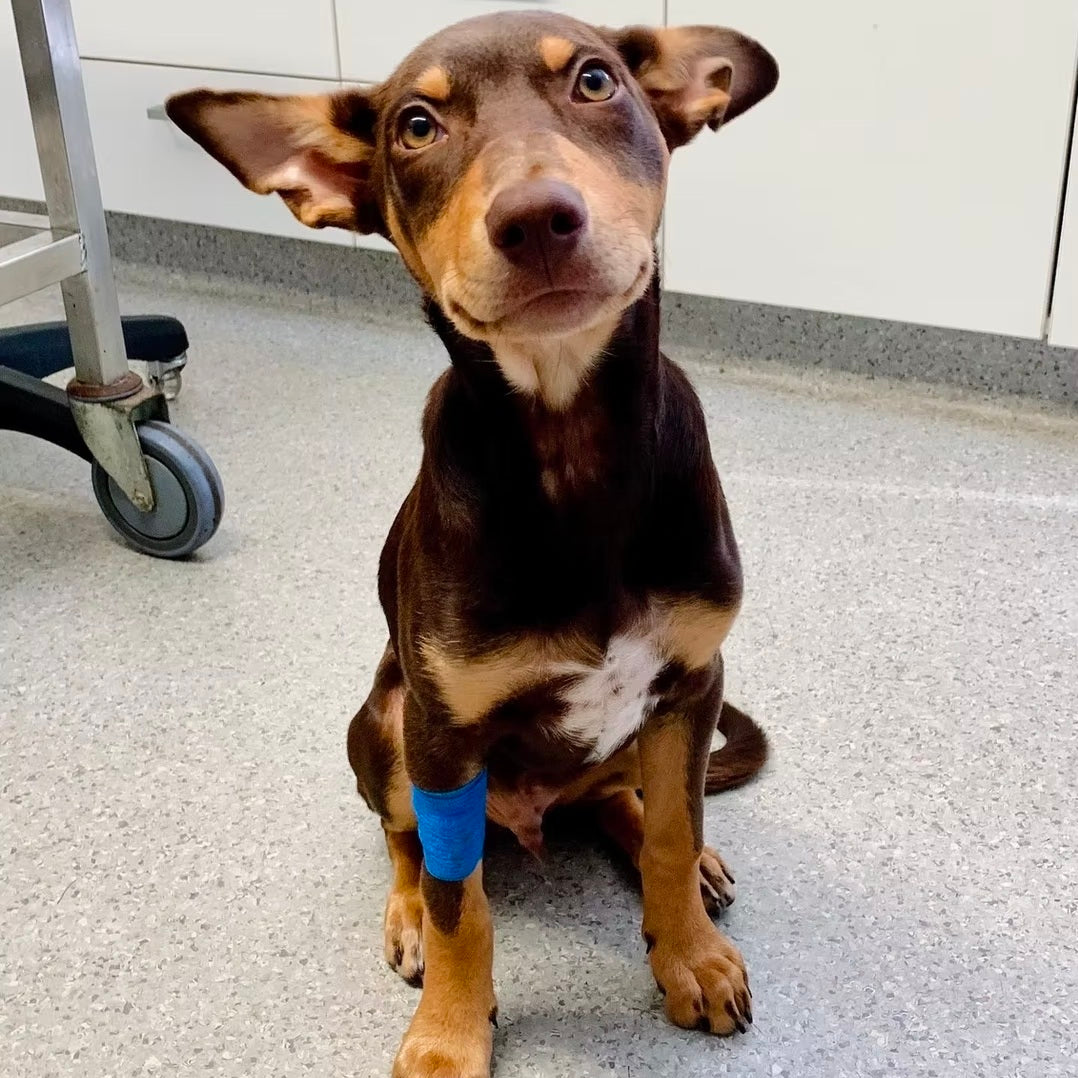 A dog with blue cohesive bandage on its leg in a veterinary setting