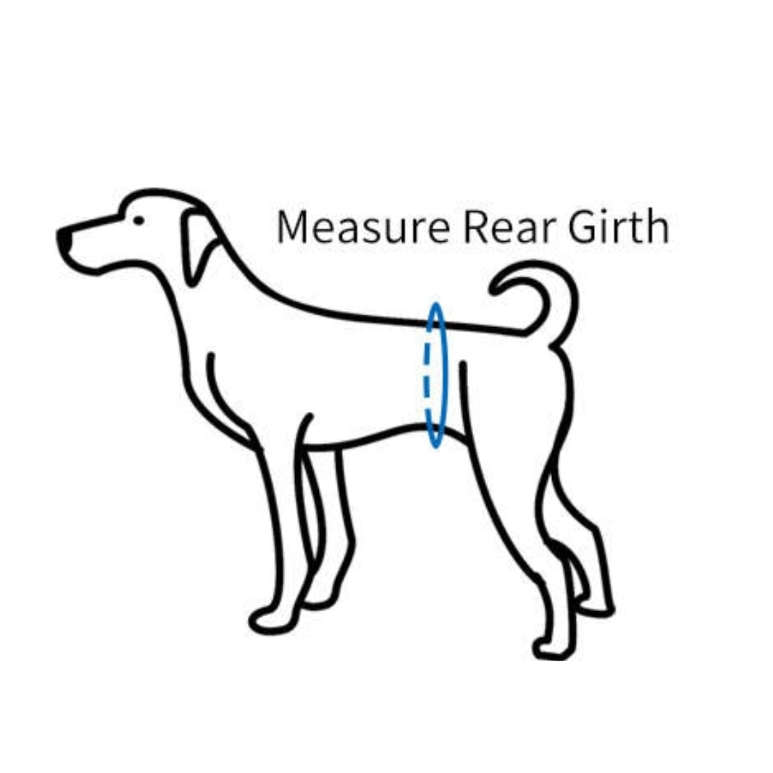 Diagram showing how to measure a dog's rear girth with text on a white background