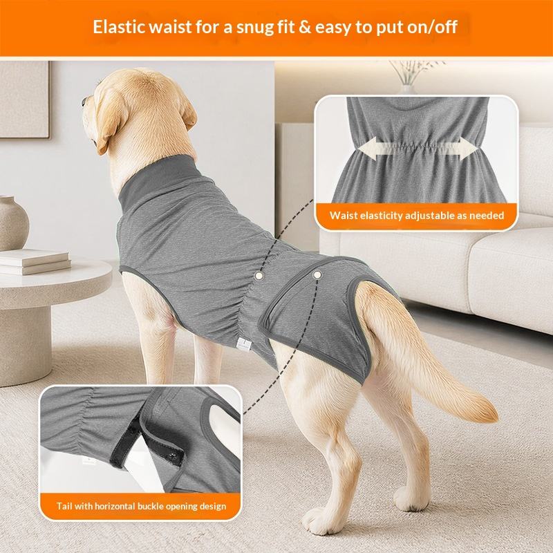 A light-colored Labrador Retriever wearing a grey dog surgical recovery suit in a lounge room. The picture is showing the elastic top waist and the top opening.