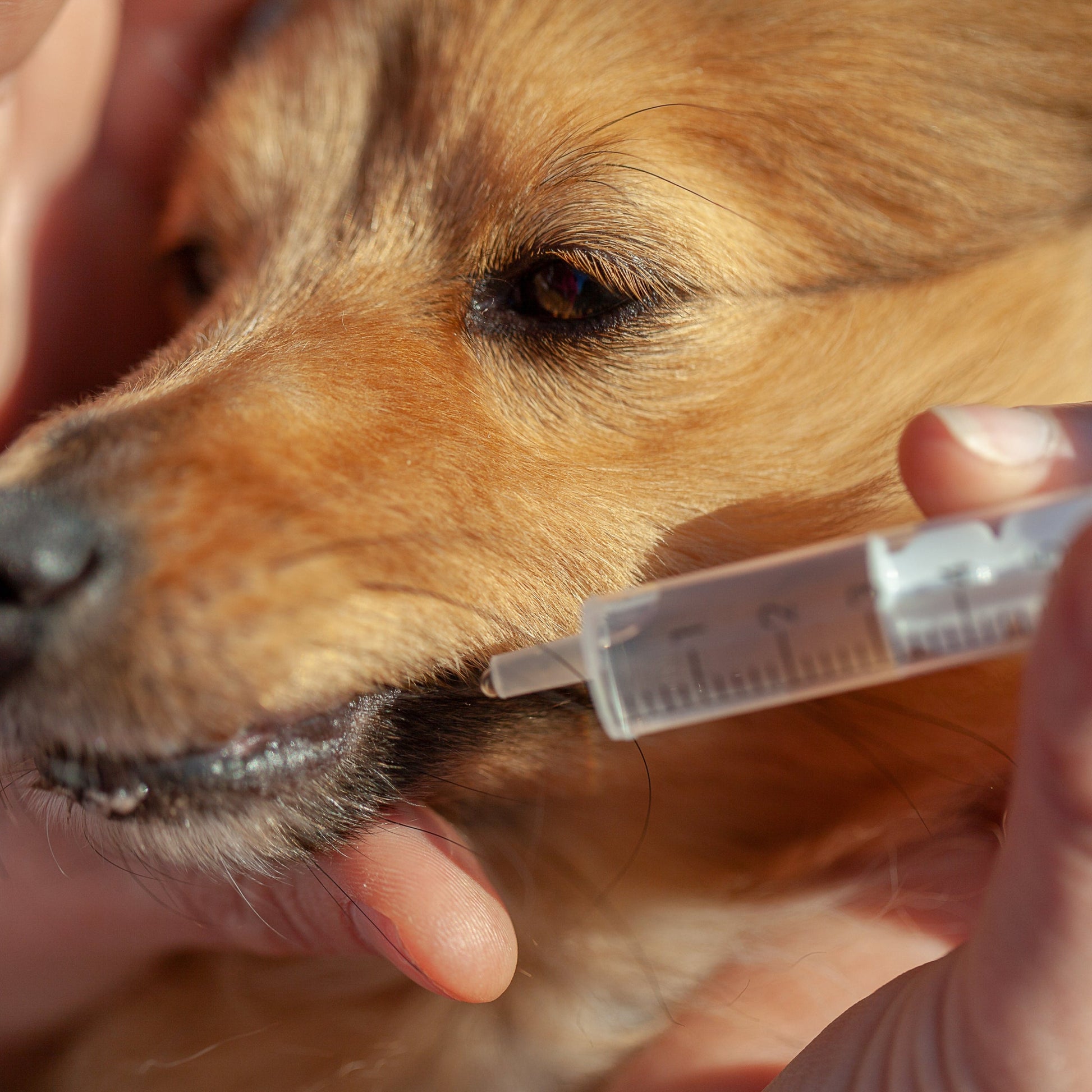 Dog receiving lectade from a syringe held by a person
