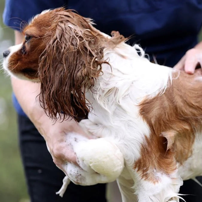 Brown and white dog being washed by a person with a blurred natural background