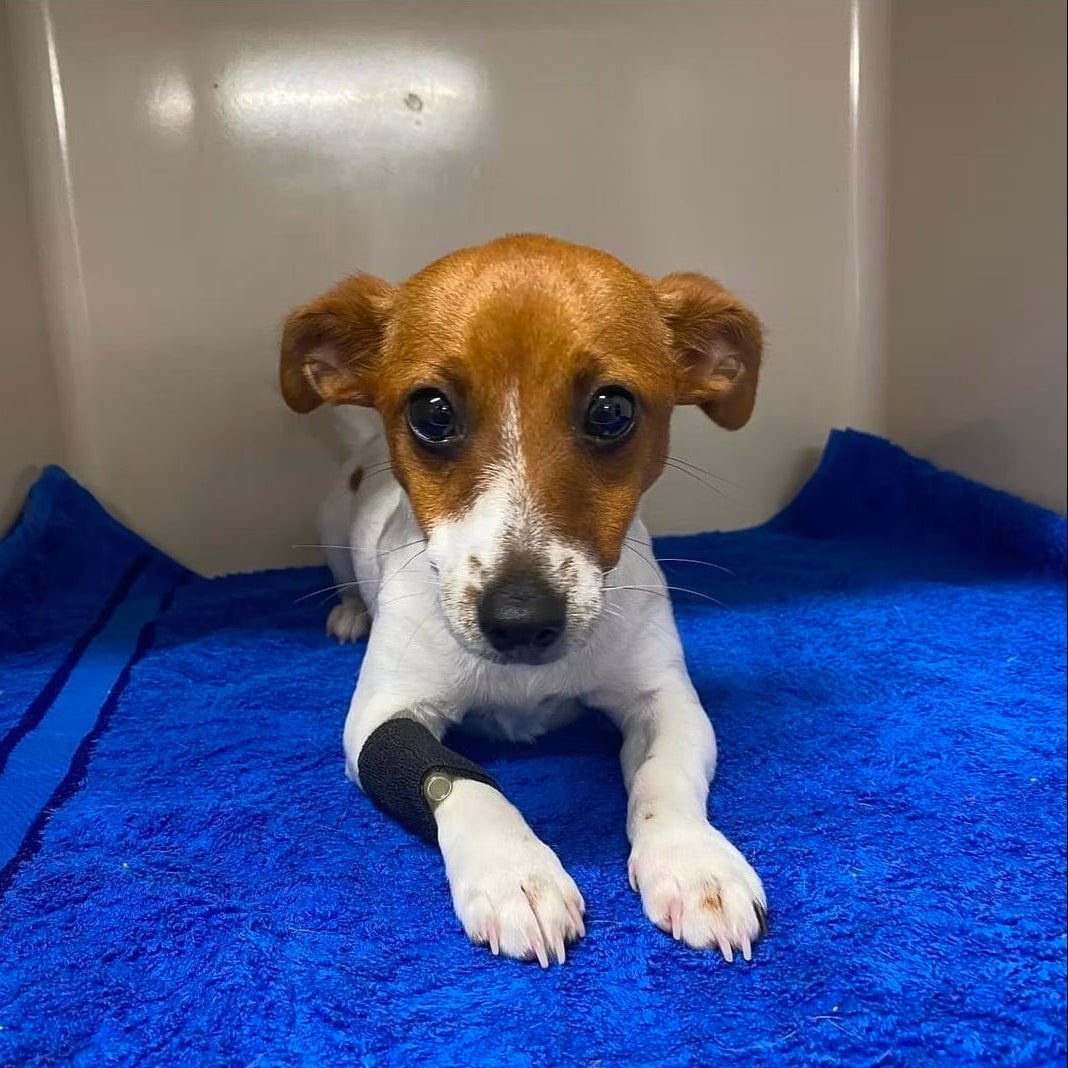 Small brown and white dog lying on a blue towel with an IVr Injection Port and black cohesive bandage on its leg in a veterinary setting